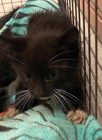 WHISKERFACE - Photo 1