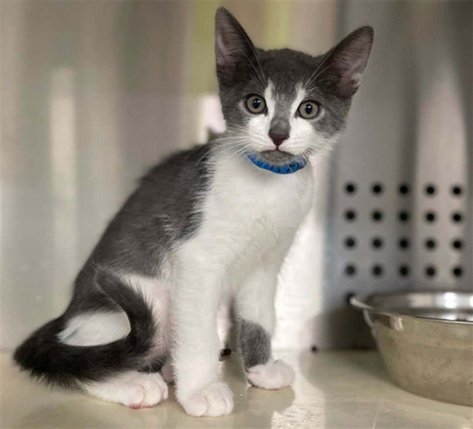 BERLIN - Domestic Short Hair available for adoption