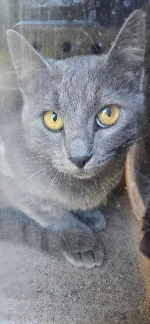 AGATE 1 - Domestic Short Hair available for adoption