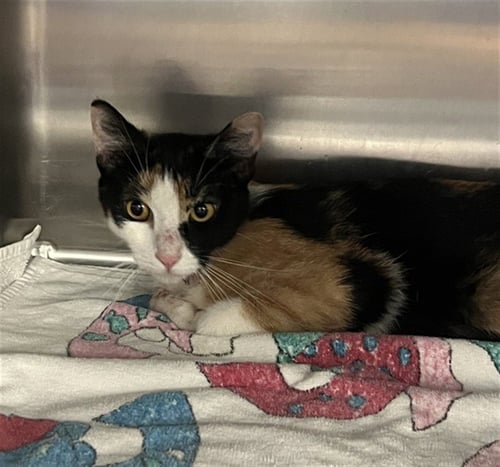 QUEENIE - Domestic Short Hair available for adoption