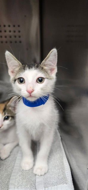 JELLYBEAN - Domestic Short Hair available for adoption