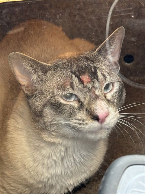 PANA - Domestic Short Hair available for adoption