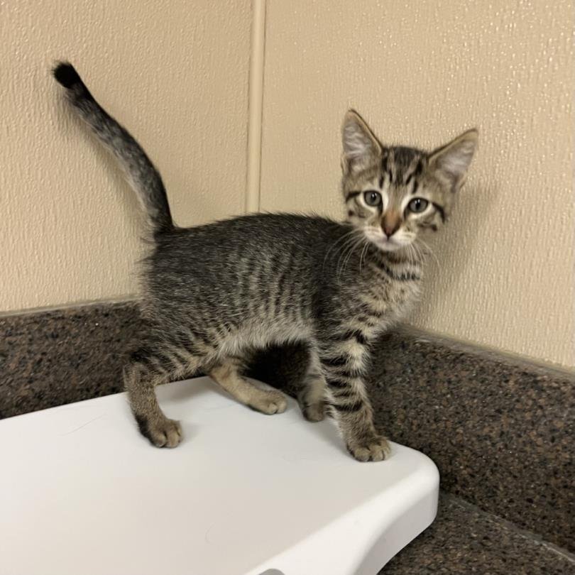 LENNY - Domestic Medium Hair available for adoption