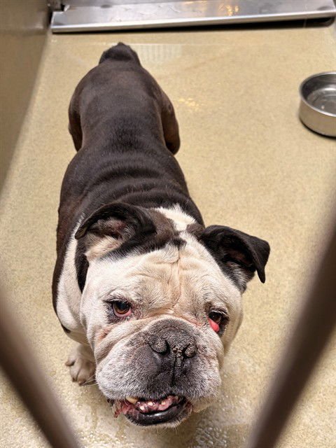LOKI - English Bulldog available for adoption