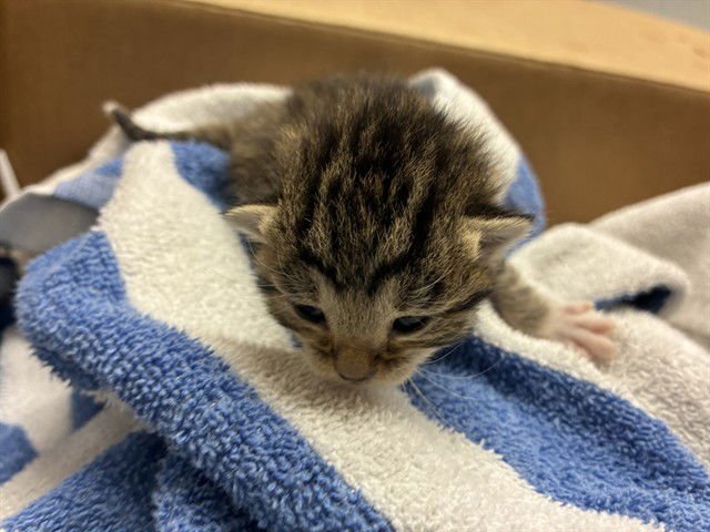 UNKNOWN - Domestic Short Hair available for adoption