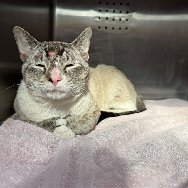 PANA - Domestic Short Hair available for adoption