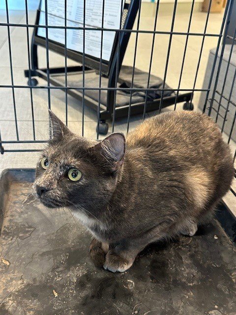 SMOKEY - Domestic Short Hair available for adoption