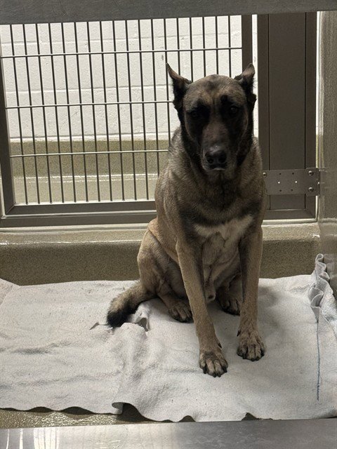 A778232 - Belgian Shepherd Malinois available for adoption