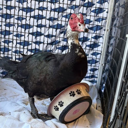 MEADOW - Duck available for adoption