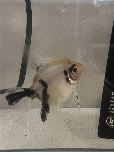 A781417 - Fish available for adoption