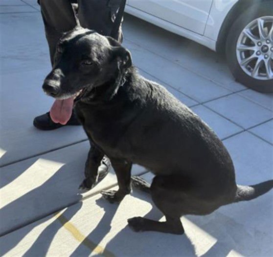 A778056 - Labrador Retriever / Border Collie available for adoption