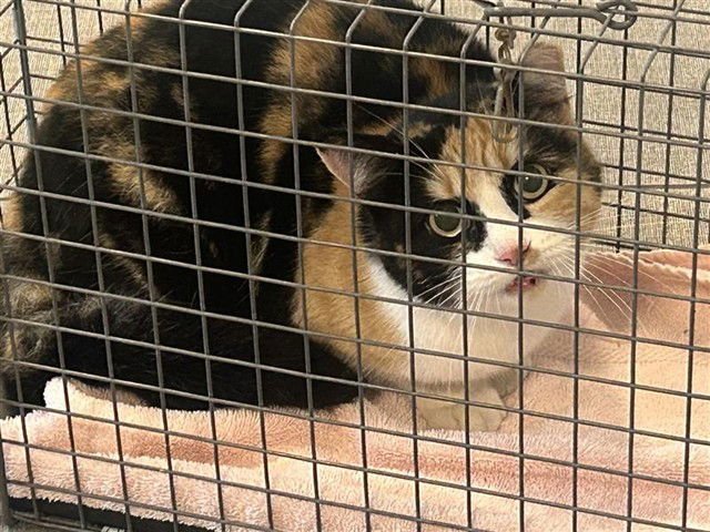 MITA - Domestic Short Hair available for adoption