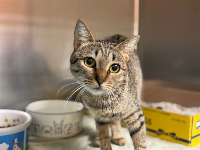 TIRAMISU - Domestic Short Hair available for adoption