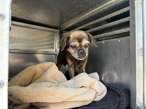 MISSY - Pug available for adoption