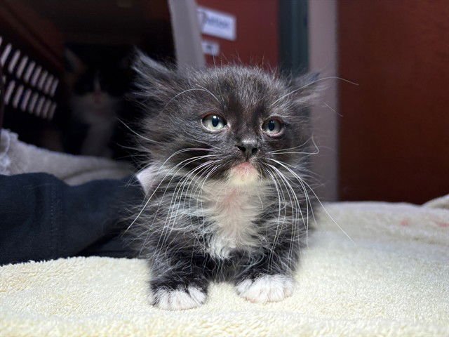 LEN - Domestic Short Hair available for adoption