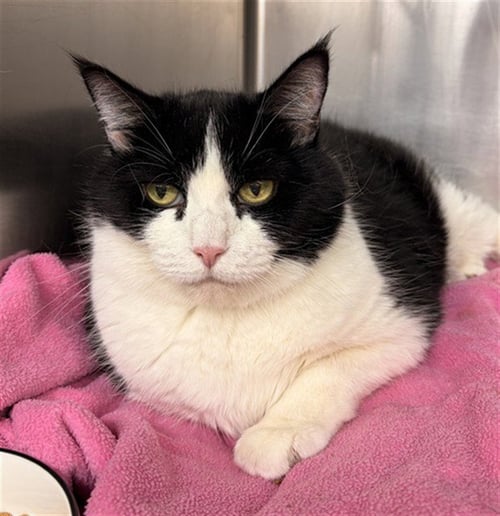MAMA BEAR - Domestic Short Hair available for adoption