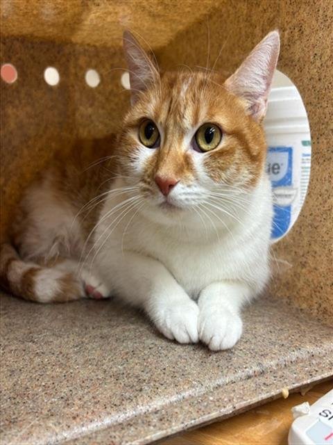 CECE - Domestic Short Hair available for adoption