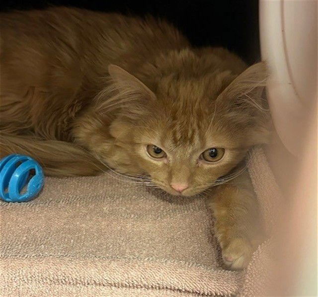 UNKNOWN - Domestic Long Hair available for adoption