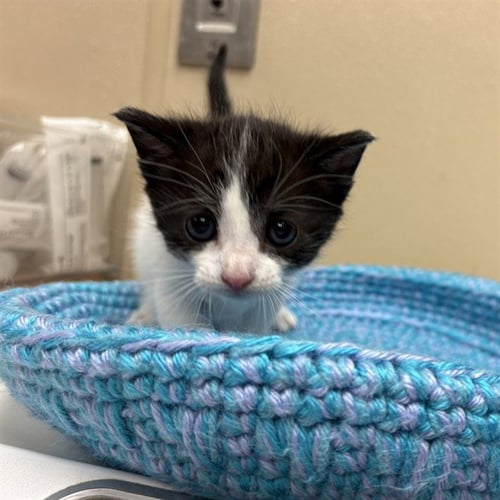 PAWFFLES - Domestic Short Hair available for adoption
