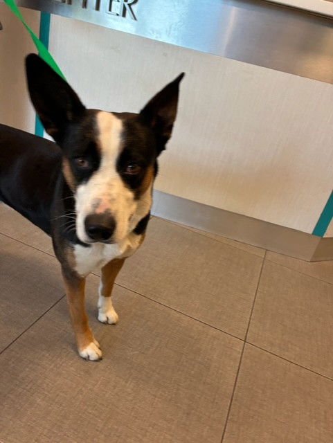 A777751 - German Shepherd Dog available for adoption