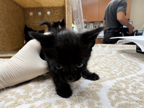 DORY - Domestic Short Hair available for adoption