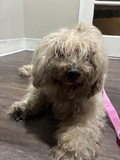 A781218 - Poodle (Standard) / Cocker Spaniel available for adoption