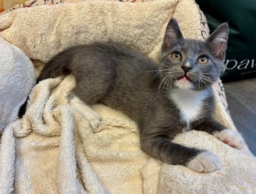 SOCKS - Domestic Short Hair available for adoption