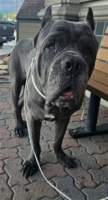 HERCULES - Cane Corso Mastiff available for adoption
