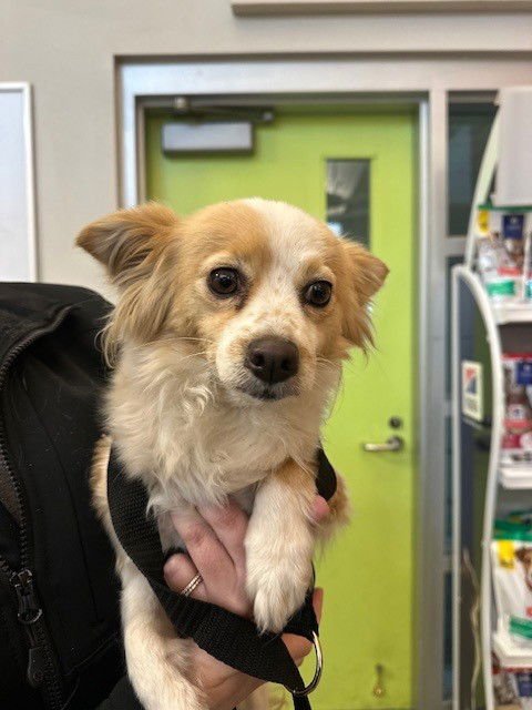 UNKNOWN - Chihuahua available for adoption