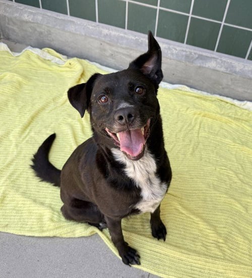 TILLY - Australian Cattle Dog/Blue Heeler available for adoption
