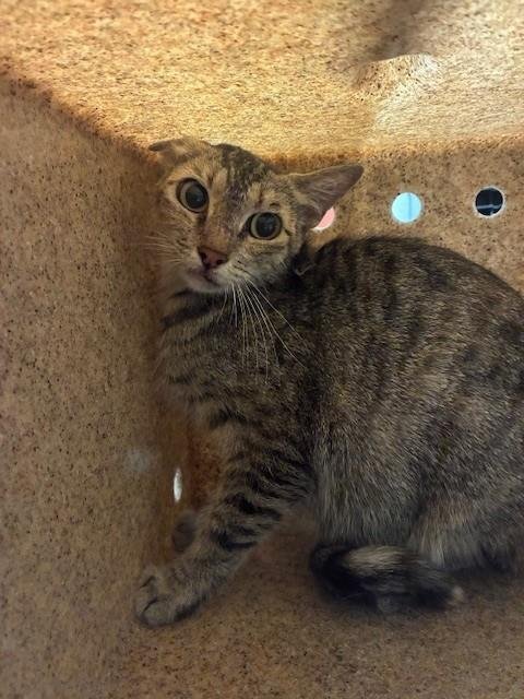 CHESTNUT 4 - Domestic Short Hair available for adoption