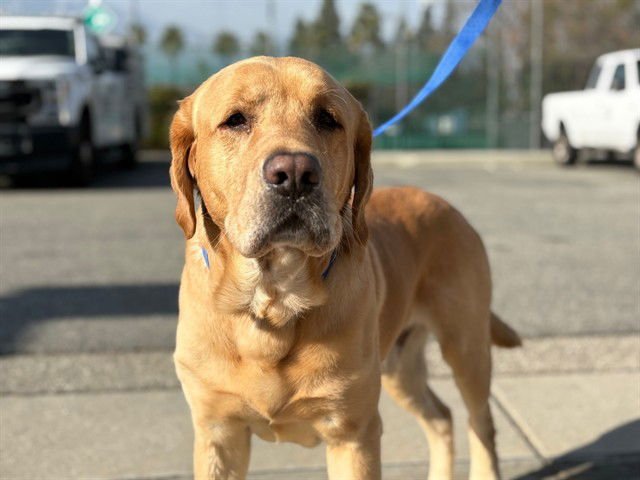NATHAN - Labrador Retriever available for adoption