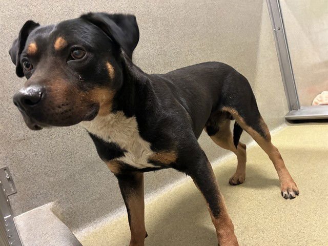 BRUNO - Pit Bull Terrier available for adoption