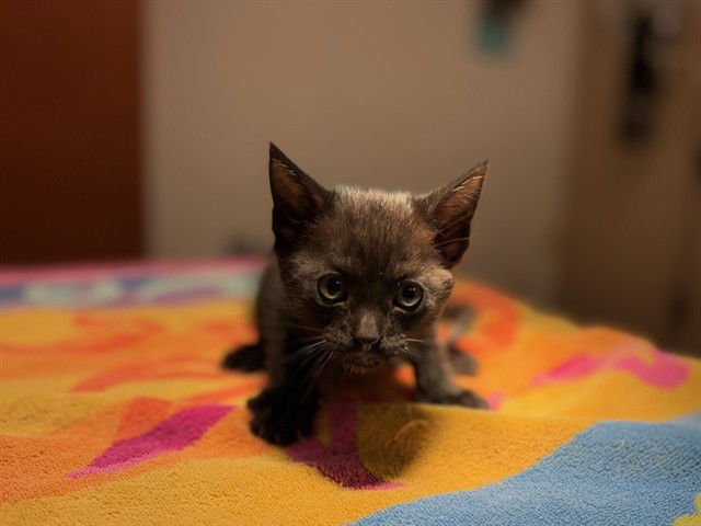 TAHITI - Domestic Short Hair available for adoption