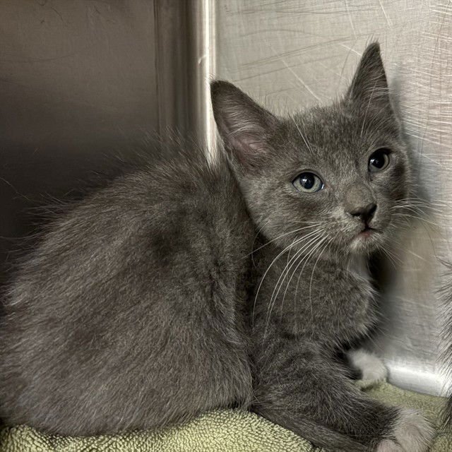 KISSES - Domestic Medium Hair available for adoption