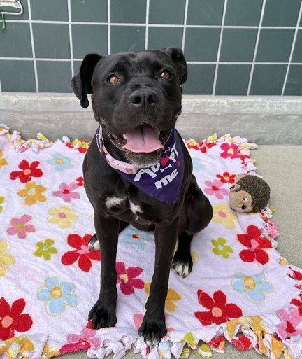 SIRIA - Boxer / Labrador Retriever available for adoption