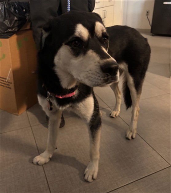 ZOEY - Siberian Husky available for adoption