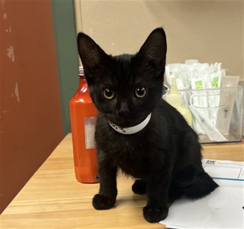 MORTICIA - Domestic Short Hair available for adoption