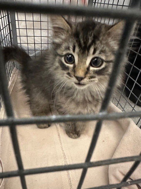 YOSHI - Domestic Medium Hair available for adoption