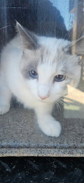 CAMBRIDGE 1 - Snowshoe available for adoption