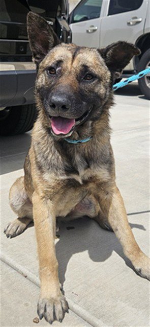 RANGER - German Shepherd Dog available for adoption