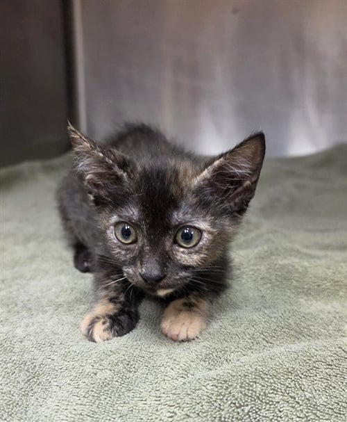 MAPLE - Domestic Short Hair available for adoption