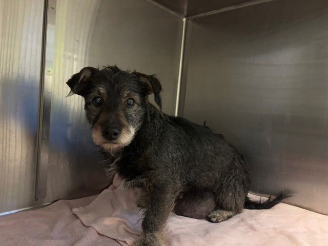 BETTY - Miniature Schnauzer available for adoption