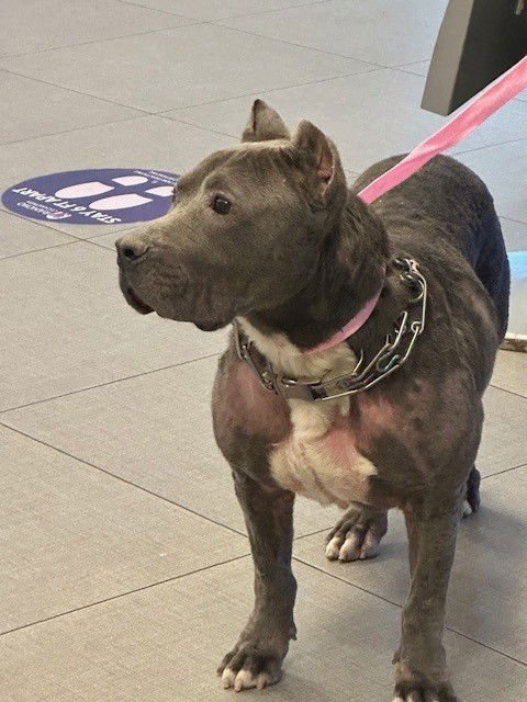 MABEL - Pit Bull Terrier available for adoption