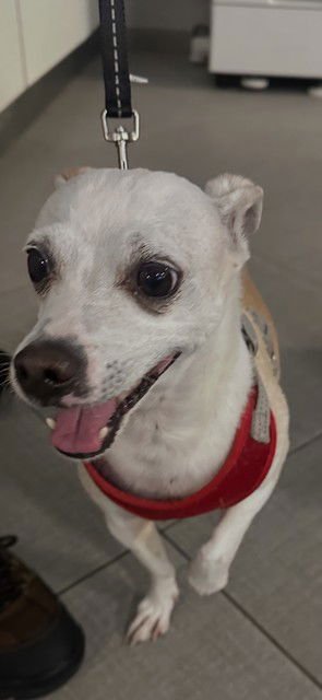 SPIKE - Chihuahua available for adoption