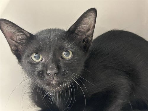 MANDALAY - Bombay available for adoption