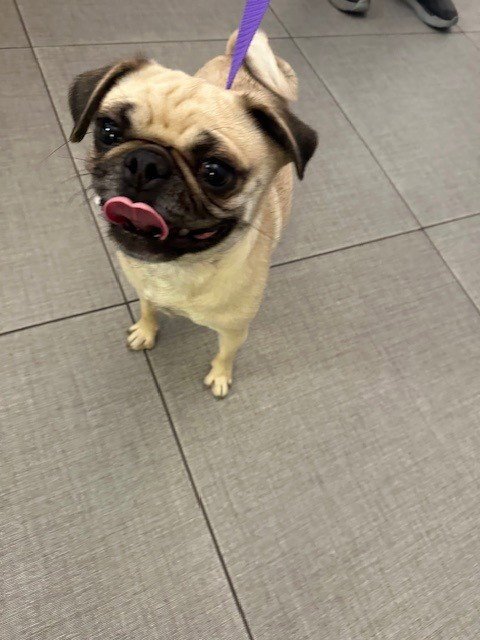 CHICA - Pug available for adoption