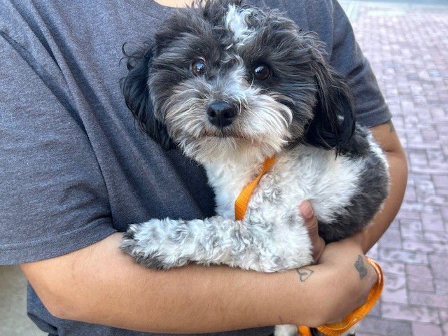 A777340 - Poodle (Toy) available for adoption