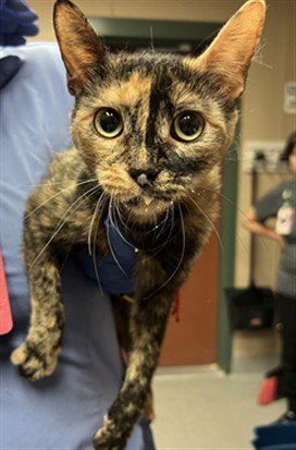 JADEITE 1 - Domestic Short Hair available for adoption