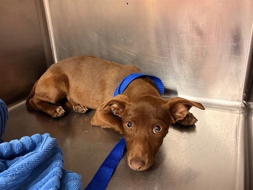 UNKNOWN - Chihuahua available for adoption